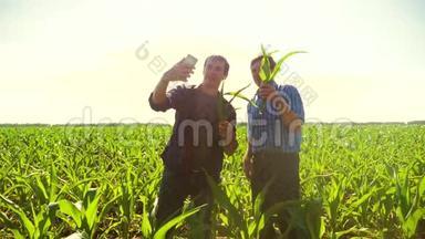 玉米两个农民研究智能手机做自拍走过他的田地走向相机。 慢速视频玉米地